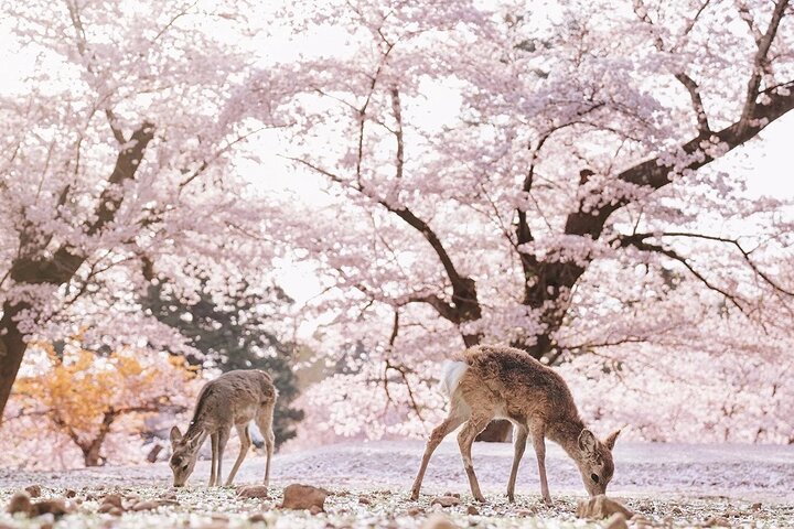 From Kyoto / Osaka: Kyoto Must-see Spots & Nara Park One Day Tour