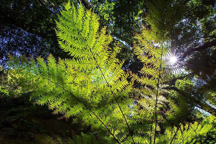 Private Blue Mountains Escape The Crowds Mercedes Tour