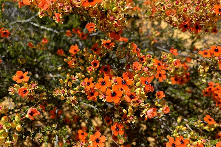 Kalbarri Wildflower Tour