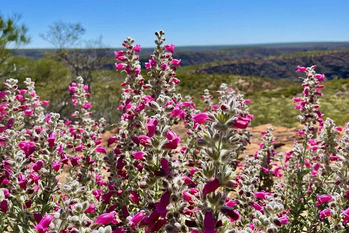 Kalbarri Wildflower Tour