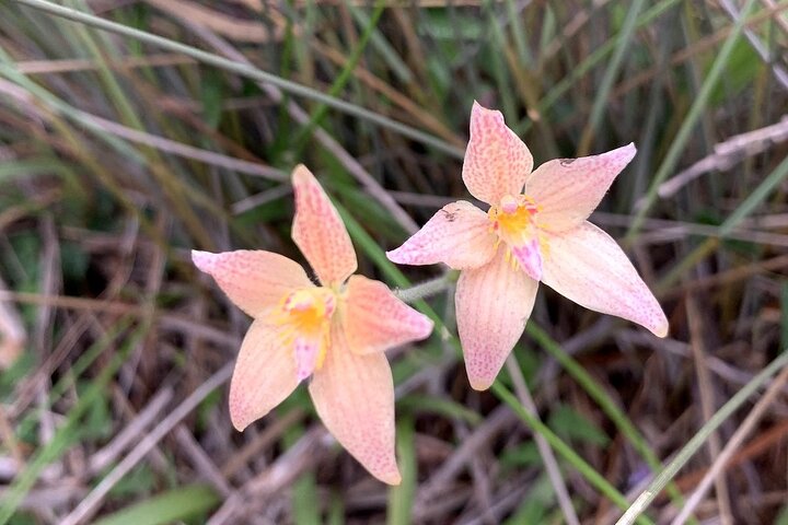 Kalbarri Wildflower Tour