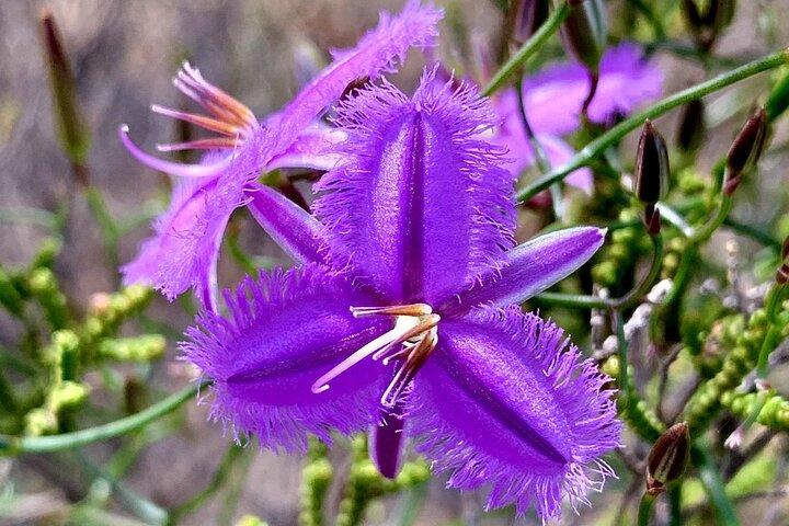 Kalbarri Wildflower Tour