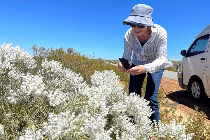 Kalbarri Wildflower Tour