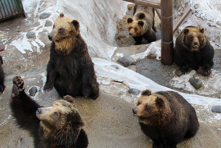 Hokkaido: Lake Toya, Bear Ranch and Sapporo Otaru Full Day Tour