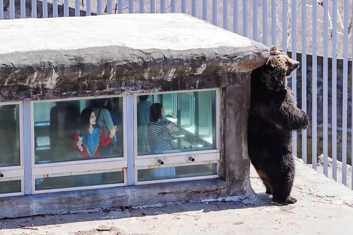 Hokkaido: Lake Toya, Bear Ranch and Sapporo Otaru Full Day Tour