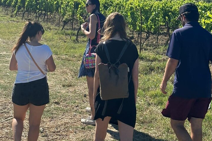 Picpoul de Pinet Tour - Half Day Oysters and Wines