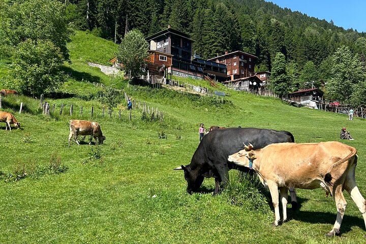 Rize and Ayder Tour Mountains and River