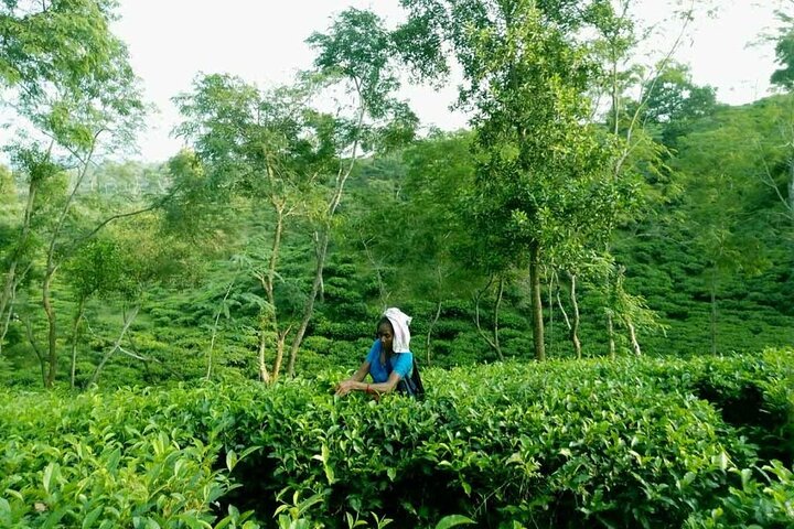 Private Luxury Escape: 2 Day Tea Gardens & Scenic Landscapes