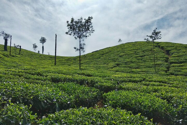 Private Luxury Escape: 2 Day Tea Gardens & Scenic Landscapes