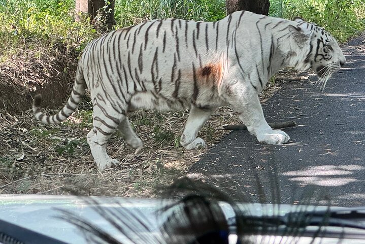 Wild Life Jeep Safari Tour at Bannerghatta with Private Transfer