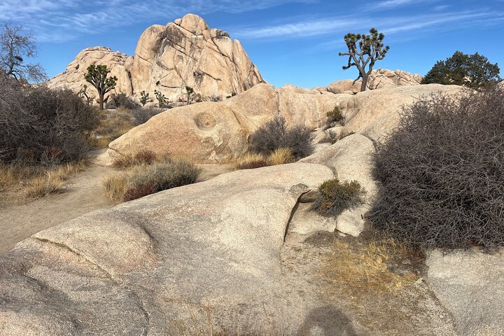 Joshua Tree National Park Sightseeing Adventure Tour