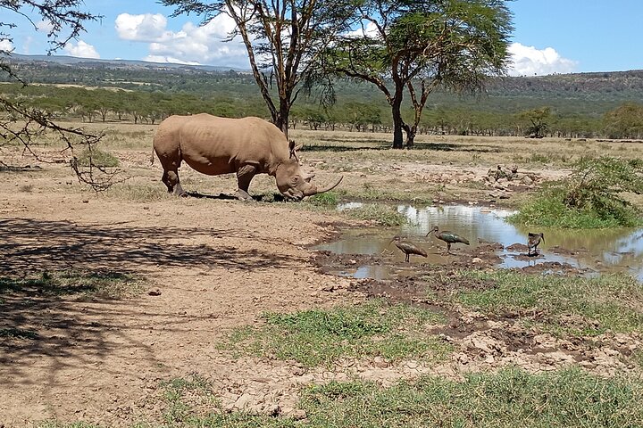 Lake Nakuru Day Trip Safari – & Optional Lake Naivasha Boat