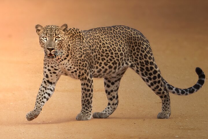 Yala National Park Full Day Safari Tour