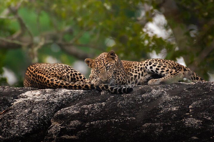 Yala National Park Full Day Safari Tour