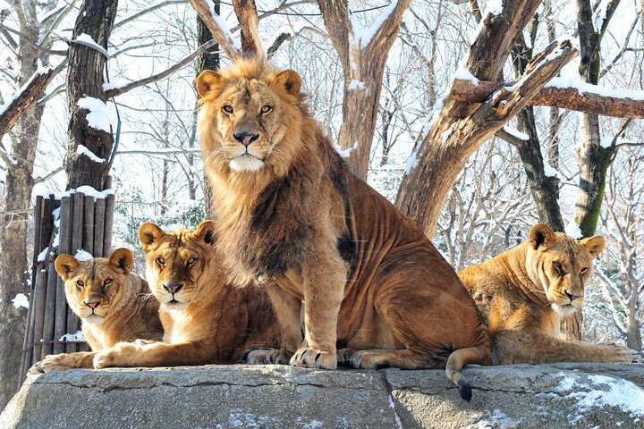 Everland Theme Park Ticket | South Korea