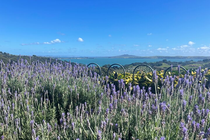 Waiheke Island Half Day Scenic Wine and Lunch