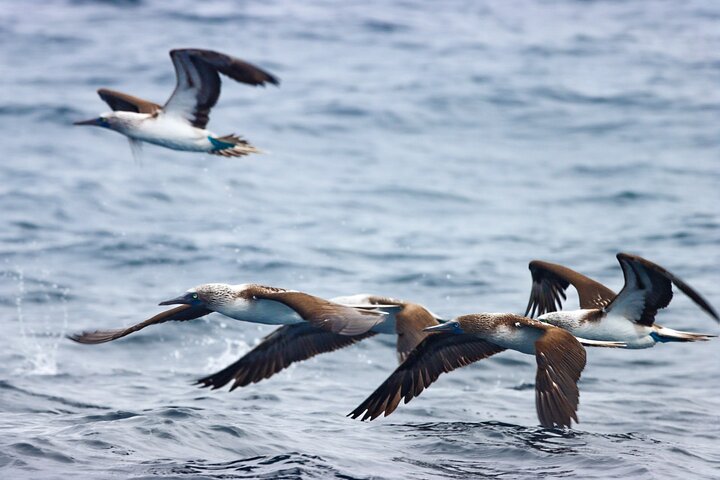 Whales Sea Lions and Snorkeling Experience from Puerto López