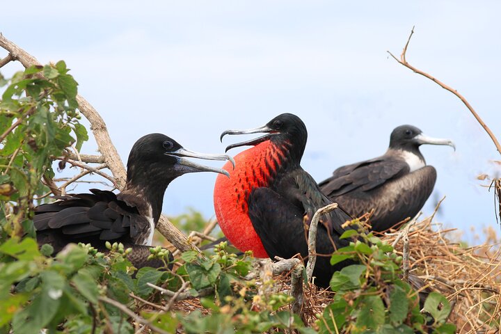 Isla de la Plata: Wildlife Trails & Snorkeling at Machalilla Park