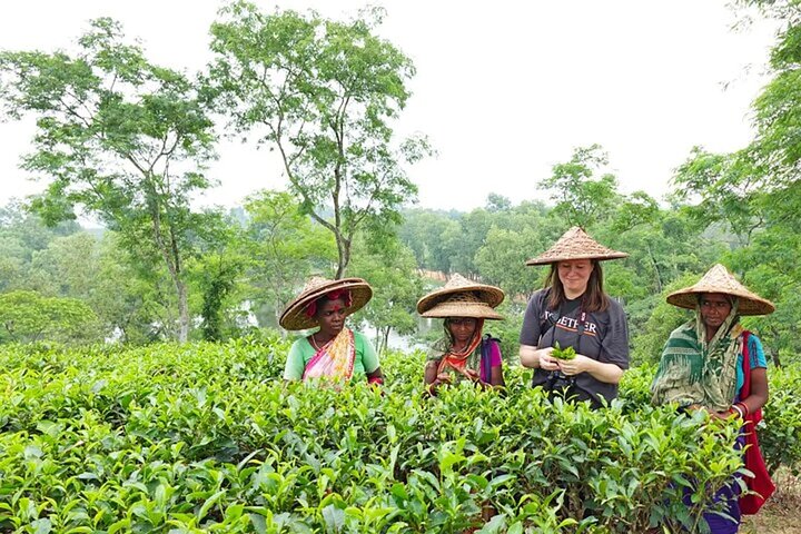 Private Luxury Escape: 2 Day Tea Gardens & Scenic Landscapes