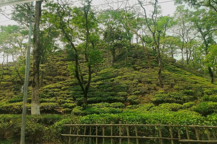 Private Luxury Escape: 2 Day Tea Gardens & Scenic Landscapes