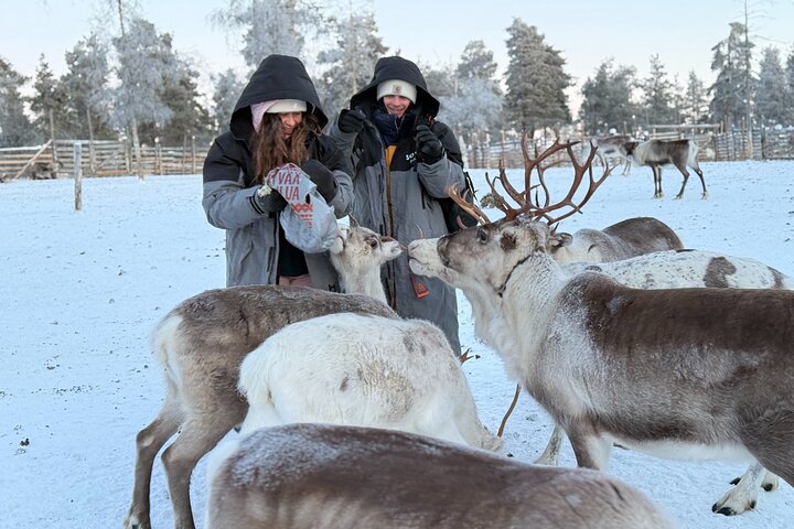 Reindeer Husbandry with Snowmobile Sleigh Ride and Cabin Lunch