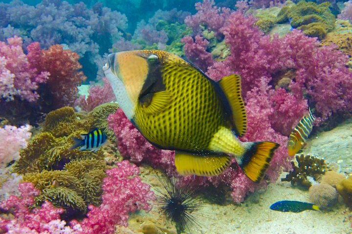 No Rush Morning & Afternoon 5 Stop Snorkeling tour for Koh Tao