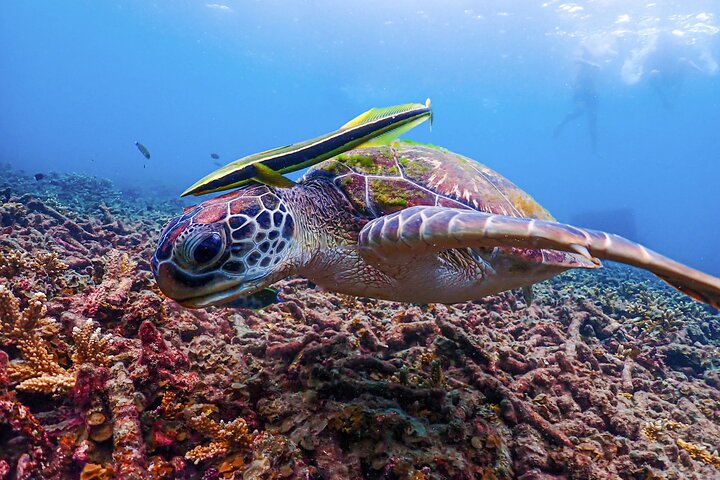 No Rush Morning & Afternoon 5 Stop Snorkeling tour for Koh Tao