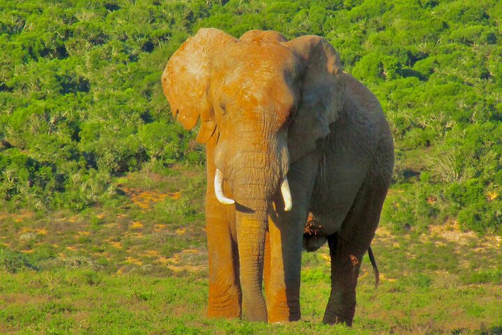 Addo Elephant National Park Full Day Safari All-Inclusive