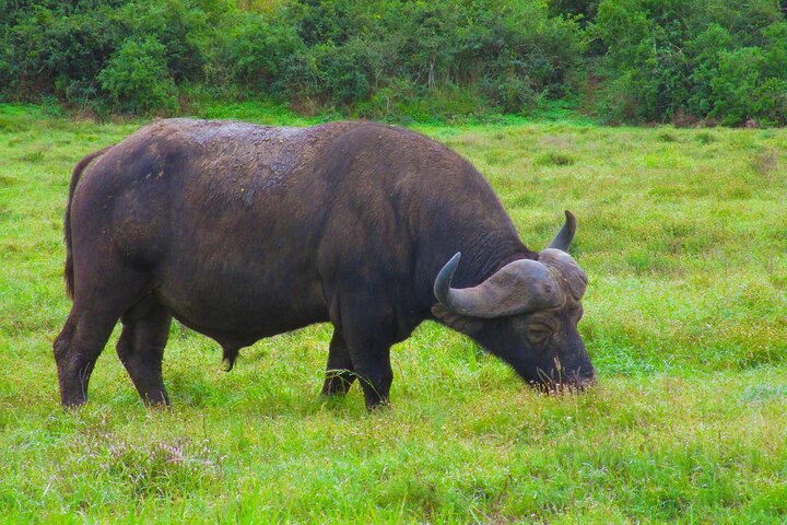 Addo Elephant National Park Full Day Safari All-Inclusive
