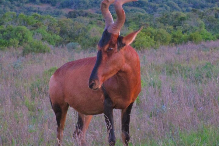 Addo Elephant National Park Full Day Safari All-Inclusive