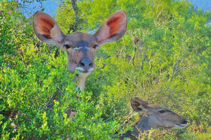 Addo Elephant National Park Full Day Safari All-Inclusive