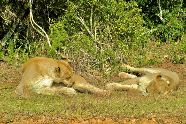 Addo Elephant National Park Full Day Safari All-Inclusive