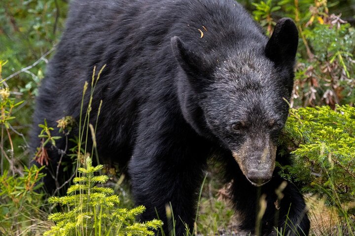 Alaska Wildlife Safari and Sightseeing Tour