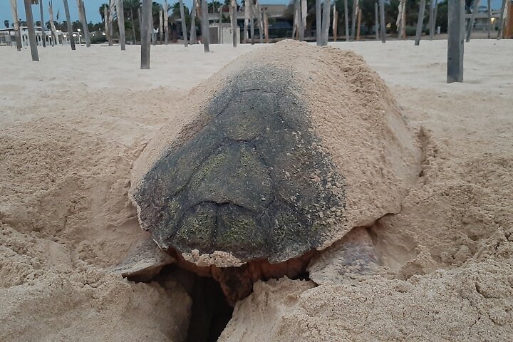 Turtle Watching Adventure