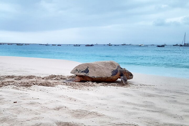 Turtle Watching Adventure