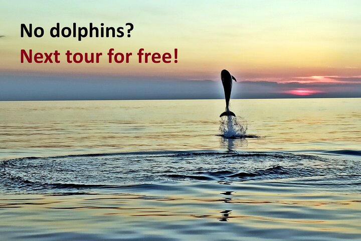 Dolphin Watching Sunset Speedboat Tour with Drinks in Rovinj