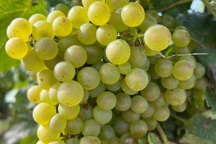 Food & Champagne Experience from Epernay (Private tour)
