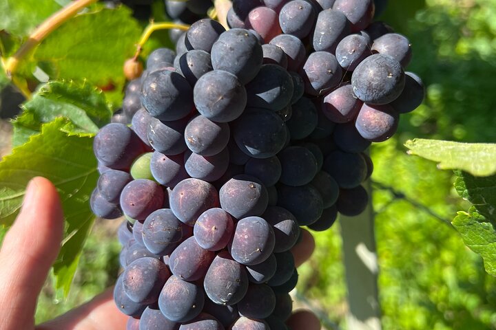 Food & Champagne Experience from Epernay (Private tour)