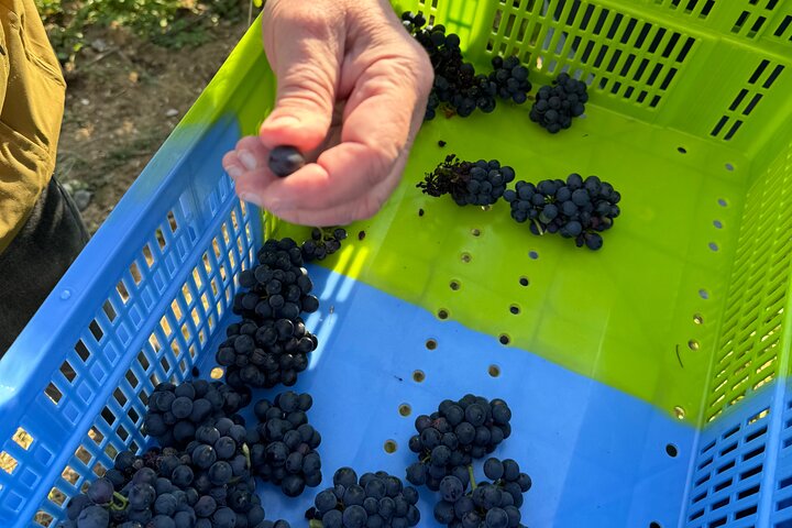 Food & Champagne Experience from Epernay (Private tour)
