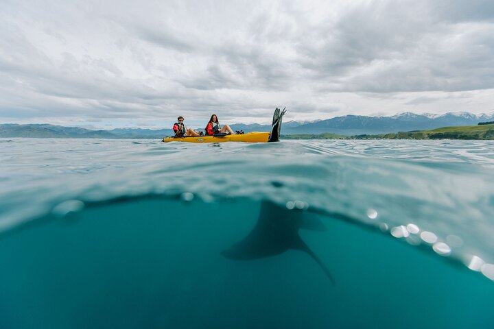 Seal Kayaking Adventure in Kaikoura