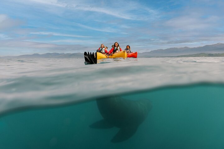 Seal Kayaking Adventure in Kaikoura