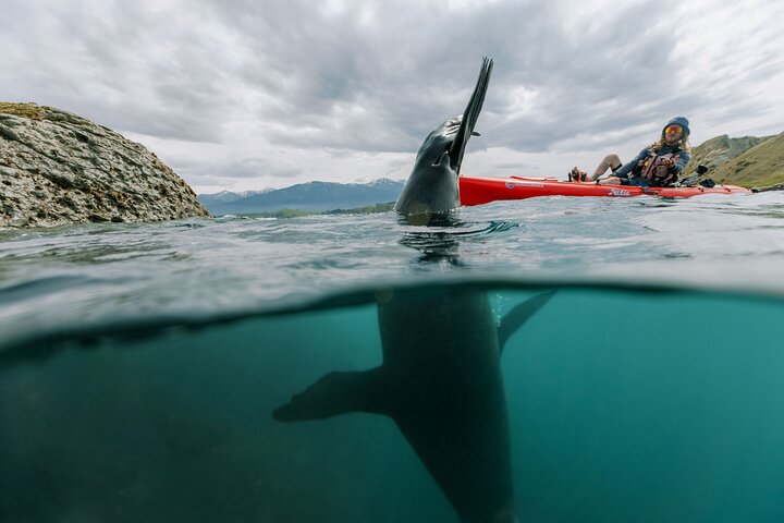 Seal Kayaking Adventure in Kaikoura