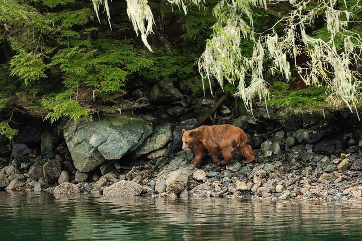 Sitka Whale Watch and Sea Otter Quest