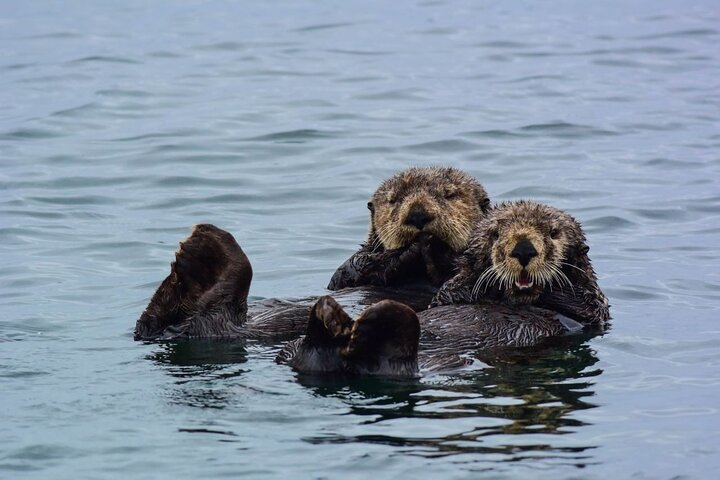 Sitka Whale Watch and Sea Otter Quest