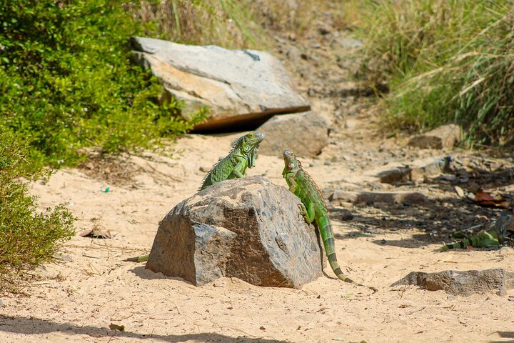 All-Inclusive Local Guided Pinel Island Tour