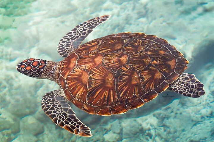 Turtles Sanctuary in Zanzibar
