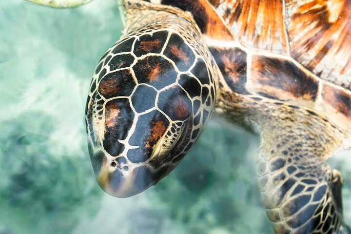 Turtles Sanctuary in Zanzibar