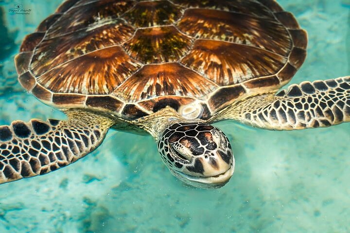 Turtles Sanctuary in Zanzibar