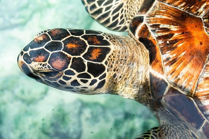 Turtles Sanctuary in Zanzibar