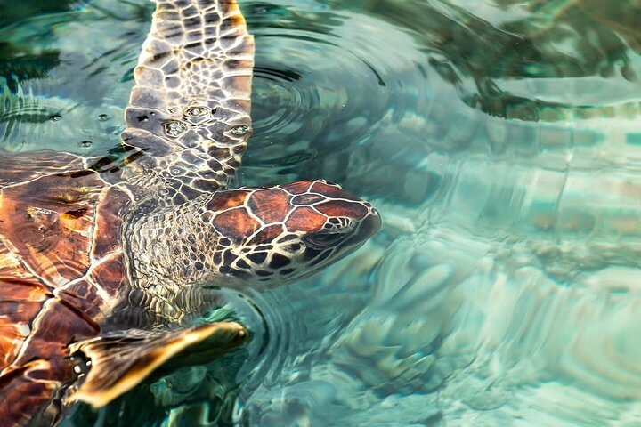 Turtles Sanctuary in Zanzibar